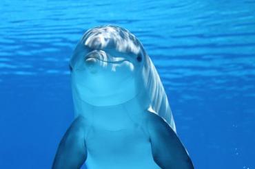 (Deep Cove) Dolphin