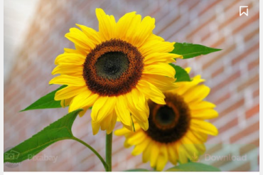A sunflower