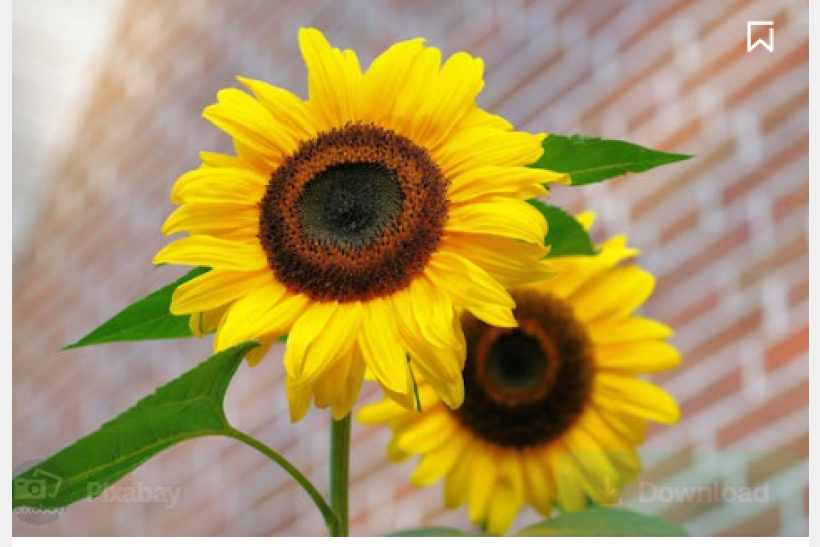 A sunflower